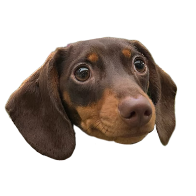 Custom Pet Portrait T-Shirt – Pet Photo Tee